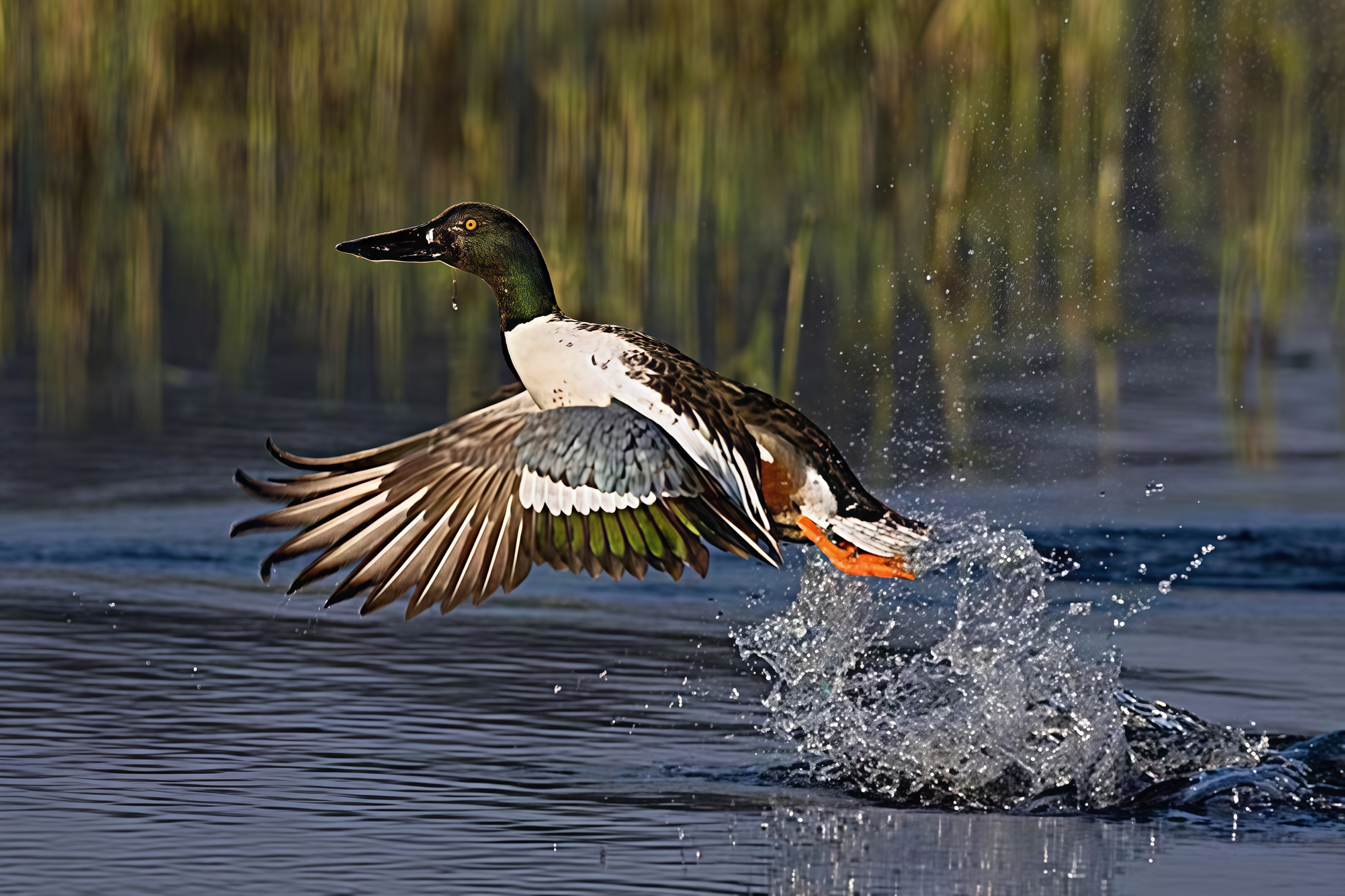 琵鸭振翅.jpg 琵鸭振翅.jpg